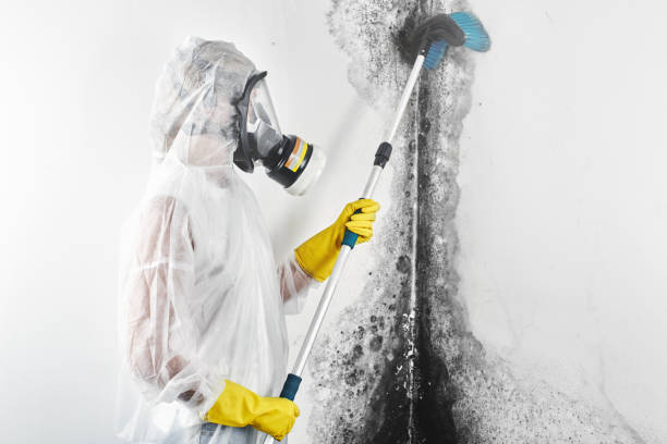 Best Black Mold Removal  in Bayside, WI